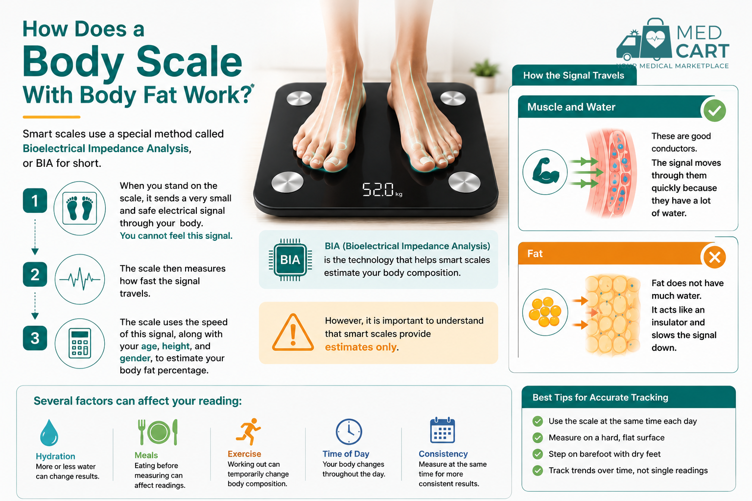 How Does a Body Scale With Body Fat Work